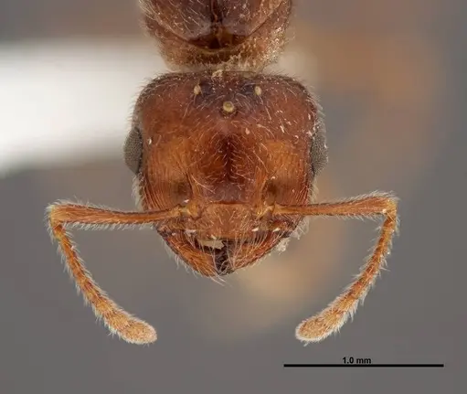 Crematogaster pilosa specimen FMNHINS0000062697 image fmnhins0000062697_2