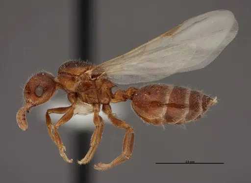 Crematogaster pilosa specimen FMNHINS0000062697 image fmnhins0000062697_3