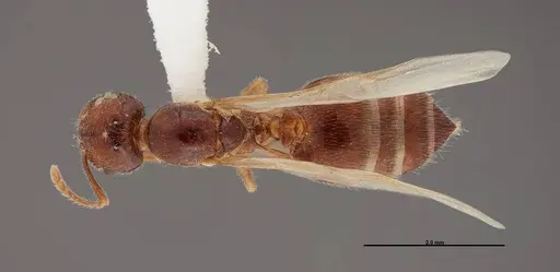 Crematogaster pilosa specimen FMNHINS0000062698 image fmnhins0000062698_1