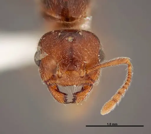 Crematogaster pilosa specimen FMNHINS0000062698 image fmnhins0000062698_2