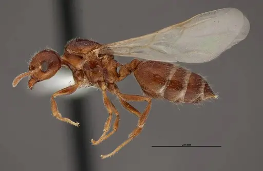 Crematogaster pilosa specimen FMNHINS0000062698 image fmnhins0000062698_3