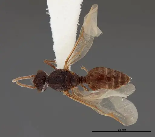 Crematogaster pilosa specimen FMNHINS0000062699 image fmnhins0000062699_1