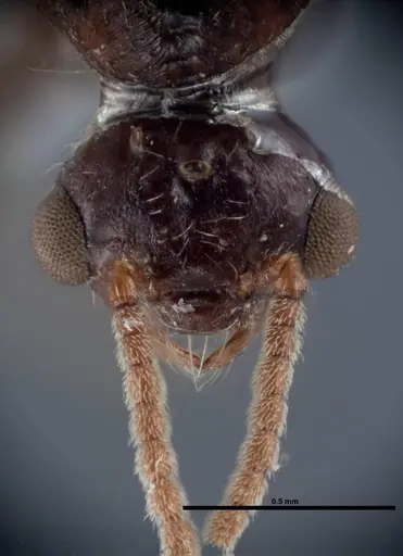 Crematogaster pilosa specimen FMNHINS0000062699 image fmnhins0000062699_2