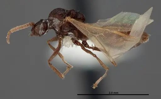 Crematogaster pilosa specimen FMNHINS0000062699 image fmnhins0000062699_3