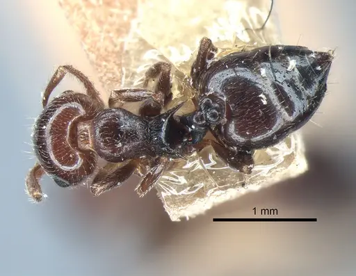 Crematogaster pilosa specimen LACMENT182007 image lacment182007_1