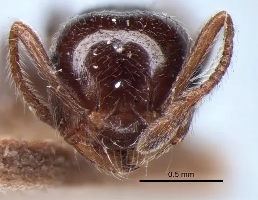 Crematogaster pilosa specimen LACMENT182007 image lacment182007_2