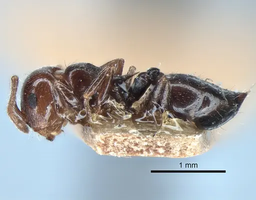 Crematogaster pilosa specimen LACMENT182007 image lacment182007_3