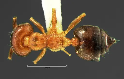 Crematogaster pinicola specimen CASENT0105680 image casent0105680_1