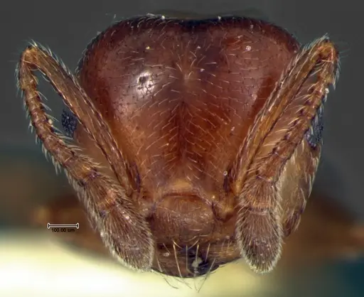 Crematogaster pinicola specimen CASENT0105680 image casent0105680_2