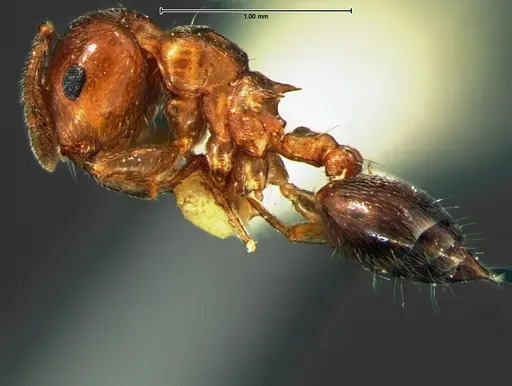 Crematogaster pinicola specimen CASENT0105680 image casent0105680_3