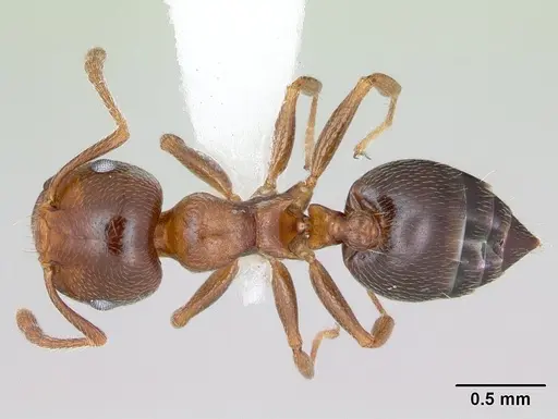 Crematogaster pinicola specimen CASENT0172943 image casent0172943_1