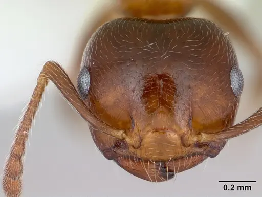 Crematogaster pinicola specimen CASENT0172943 image casent0172943_2