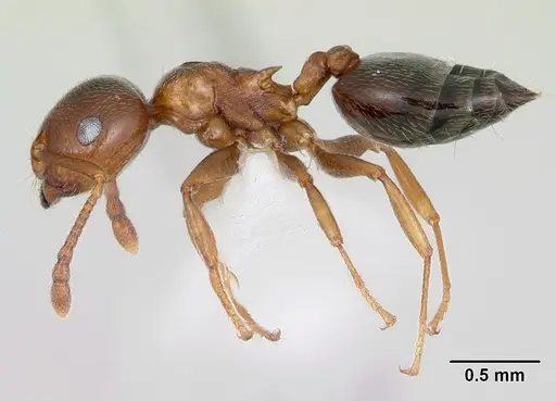 Crematogaster pinicola specimen CASENT0172943 image casent0172943_3