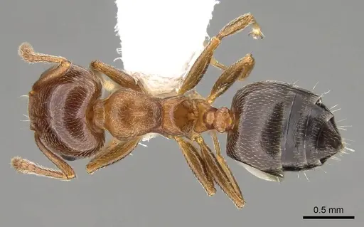Crematogaster pinicola specimen CASENT0914531 image casent0914531_1
