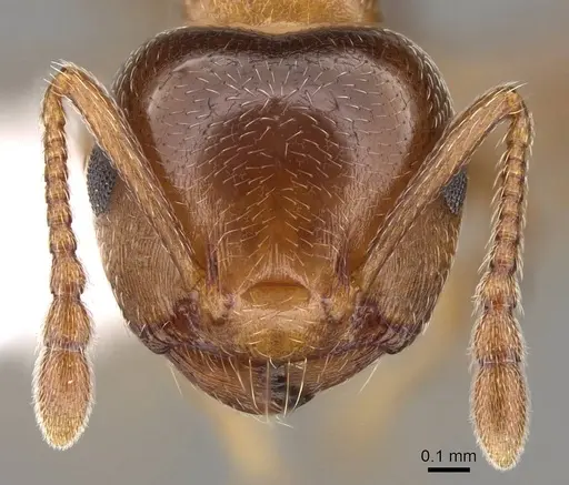 Crematogaster pinicola specimen CASENT0914531 image casent0914531_2