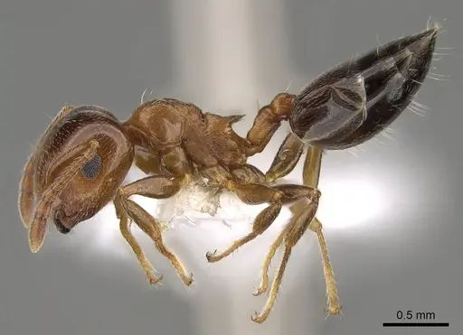 Crematogaster pinicola specimen CASENT0914531 image casent0914531_3