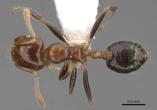 Crematogaster polita specimen CASENT0922667 image casent0922667_1