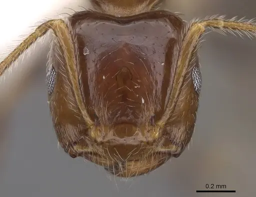 Crematogaster polita specimen CASENT0922667 image casent0922667_2