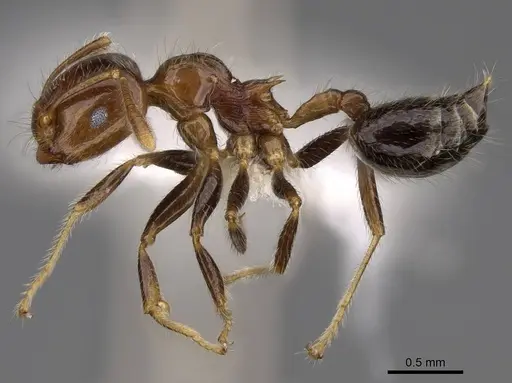 Crematogaster polita specimen CASENT0922667 image casent0922667_3