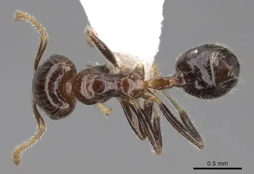 Crematogaster polita specimen CASENT0922668 image casent0922668_1