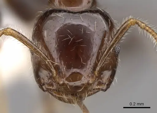 Crematogaster polita specimen CASENT0922668 image casent0922668_2