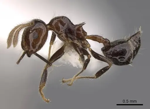 Crematogaster polita specimen CASENT0922668 image casent0922668_3