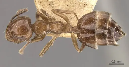 Crematogaster politula specimen CASENT0908566 image casent0908566_1