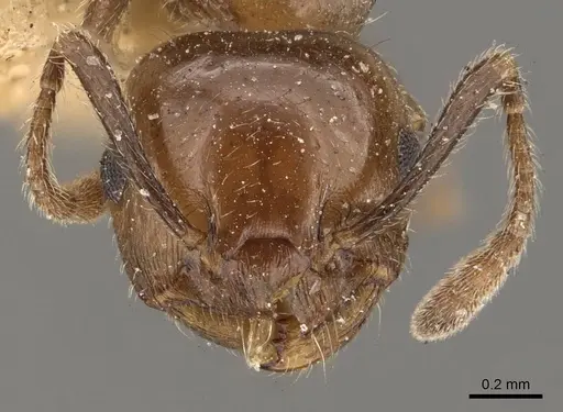 Crematogaster politula specimen CASENT0908566 image casent0908566_2