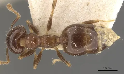 Crematogaster politula specimen CASENT0908571 image casent0908571_1