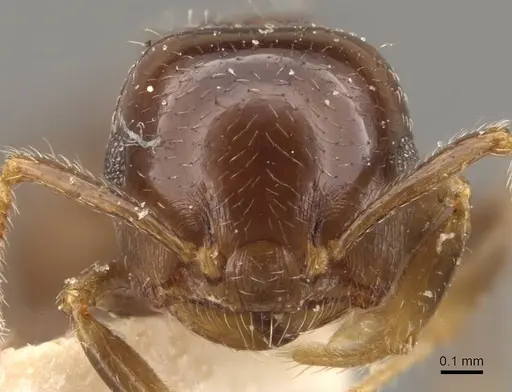 Crematogaster politula specimen CASENT0908571 image casent0908571_2