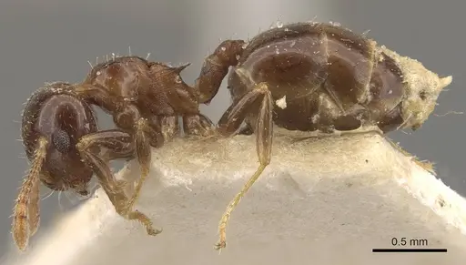 Crematogaster politula specimen CASENT0908571 image casent0908571_3