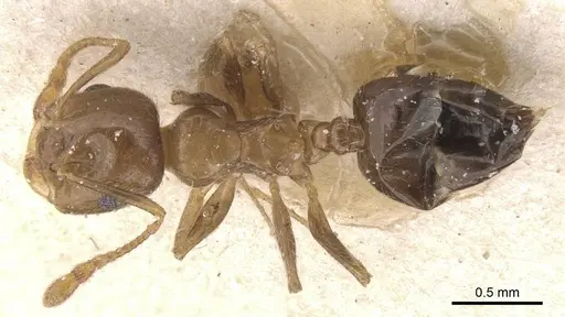 Crematogaster politula specimen CASENT0912713 image casent0912713_1