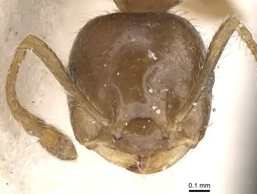 Crematogaster politula specimen CASENT0912713 image casent0912713_2