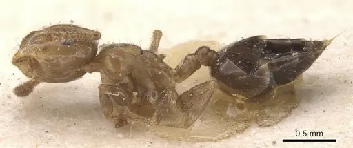 Crematogaster politula specimen CASENT0912713 image casent0912713_3