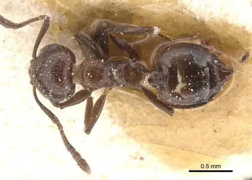 Crematogaster politula specimen CASENT0912714 image casent0912714_1