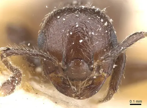 Crematogaster politula specimen CASENT0912714 image casent0912714_2