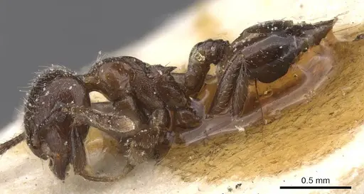Crematogaster politula specimen CASENT0912714 image casent0912714_3