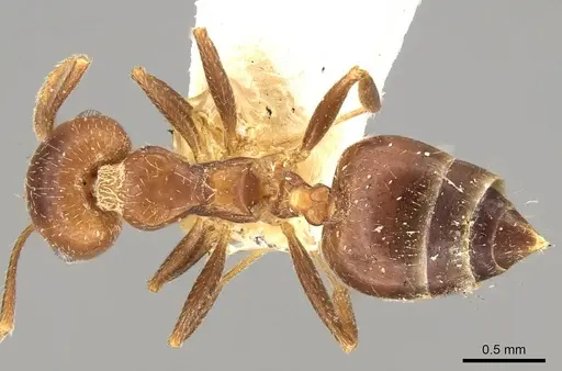 Crematogaster politula specimen CASENT0914072 image casent0914072_1