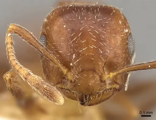 Crematogaster politula specimen CASENT0914072 image casent0914072_2