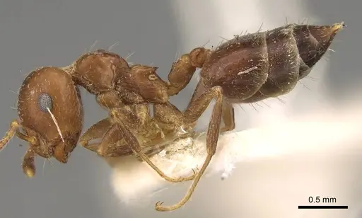 Crematogaster politula specimen CASENT0914072 image casent0914072_3