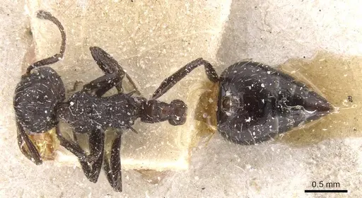 Crematogaster polymnia specimen CASENT0912715 image casent0912715_1