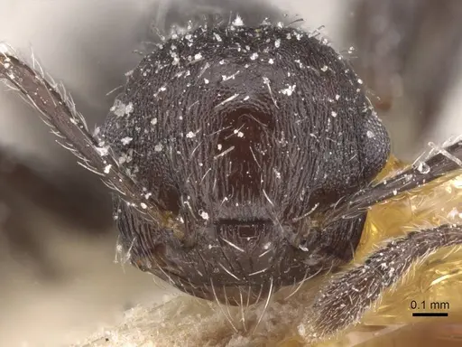 Crematogaster polymnia specimen CASENT0912715 image casent0912715_2