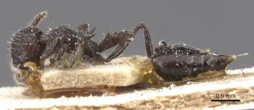 Crematogaster polymnia specimen CASENT0912715 image casent0912715_3