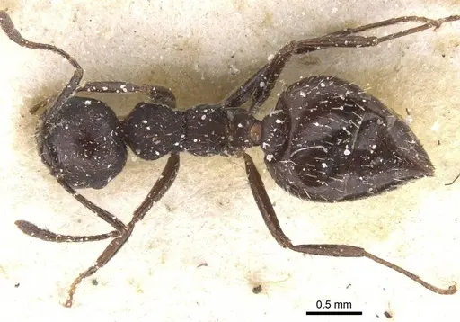 Crematogaster polymnia specimen CASENT0912716 image casent0912716_1