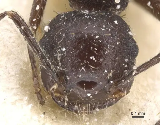 Crematogaster polymnia specimen CASENT0912716 image casent0912716_2