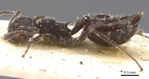 Crematogaster polymnia specimen CASENT0912716 image casent0912716_3
