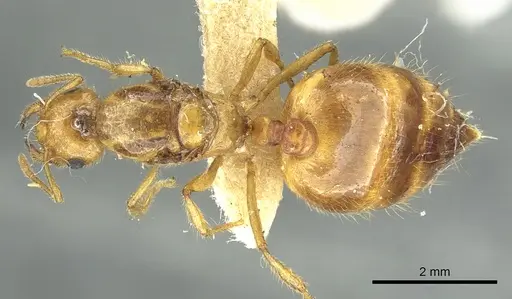 Crematogaster popohana specimen CASENT0902129 image casent0902129_1