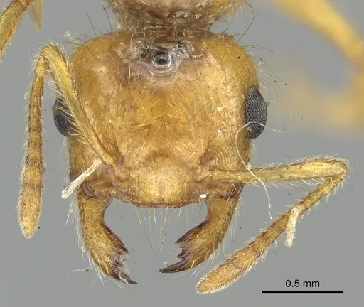 Crematogaster popohana specimen CASENT0902129 image casent0902129_2