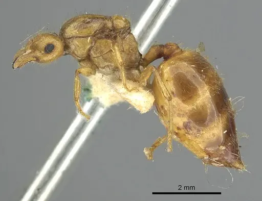 Crematogaster popohana specimen CASENT0902129 image casent0902129_3