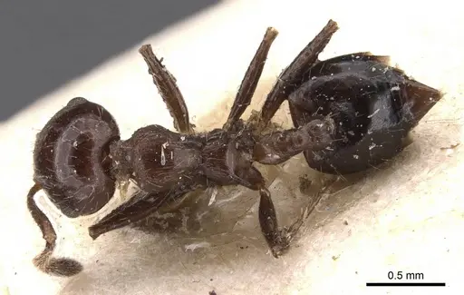 Crematogaster popohana specimen CASENT0907502 image casent0907502_1